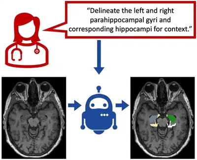 Text promptable semantic segmentation of volumetric neuroimaging data.